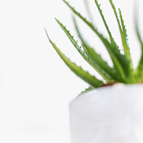 Aloe Vera Gel