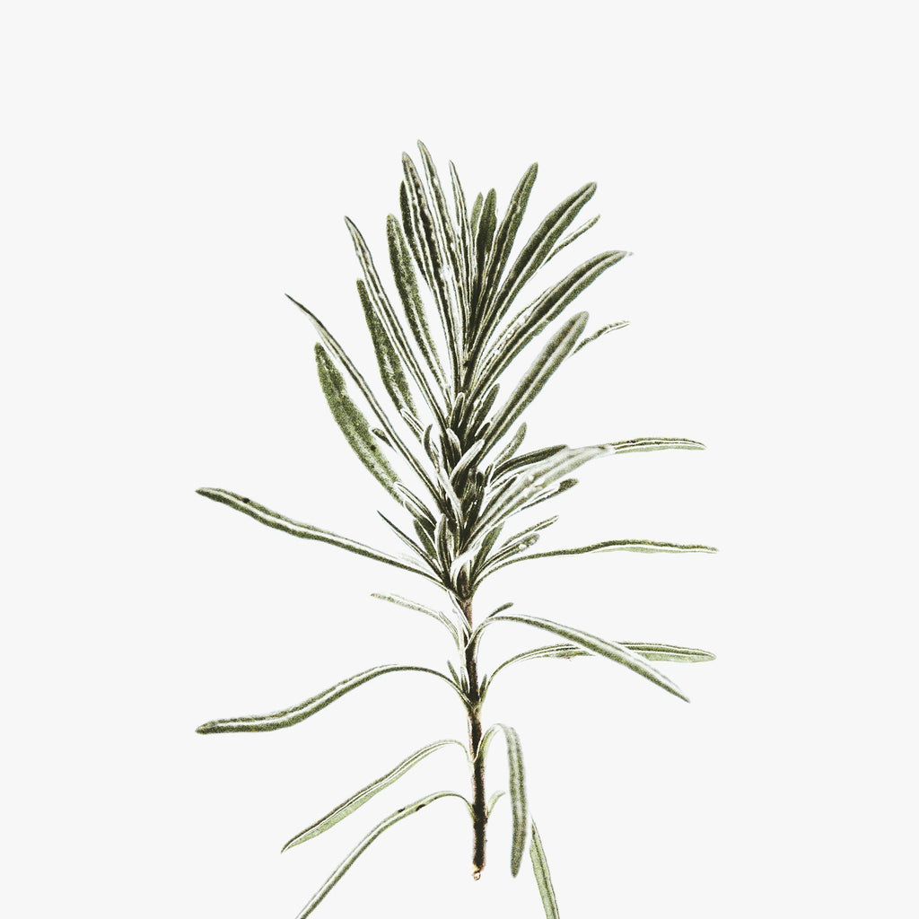 Rosemary Hair Oil