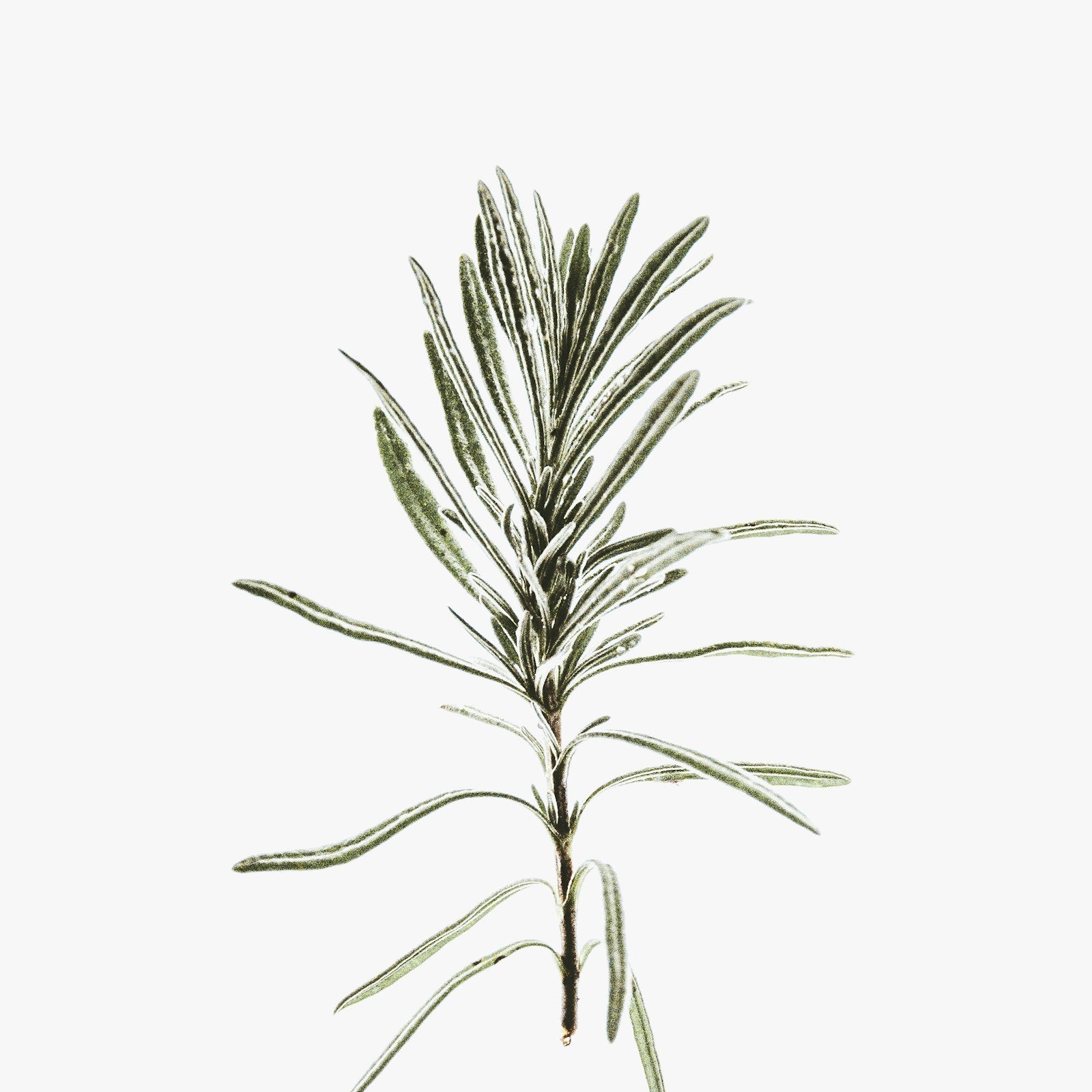 Rosemary Hair Oil
