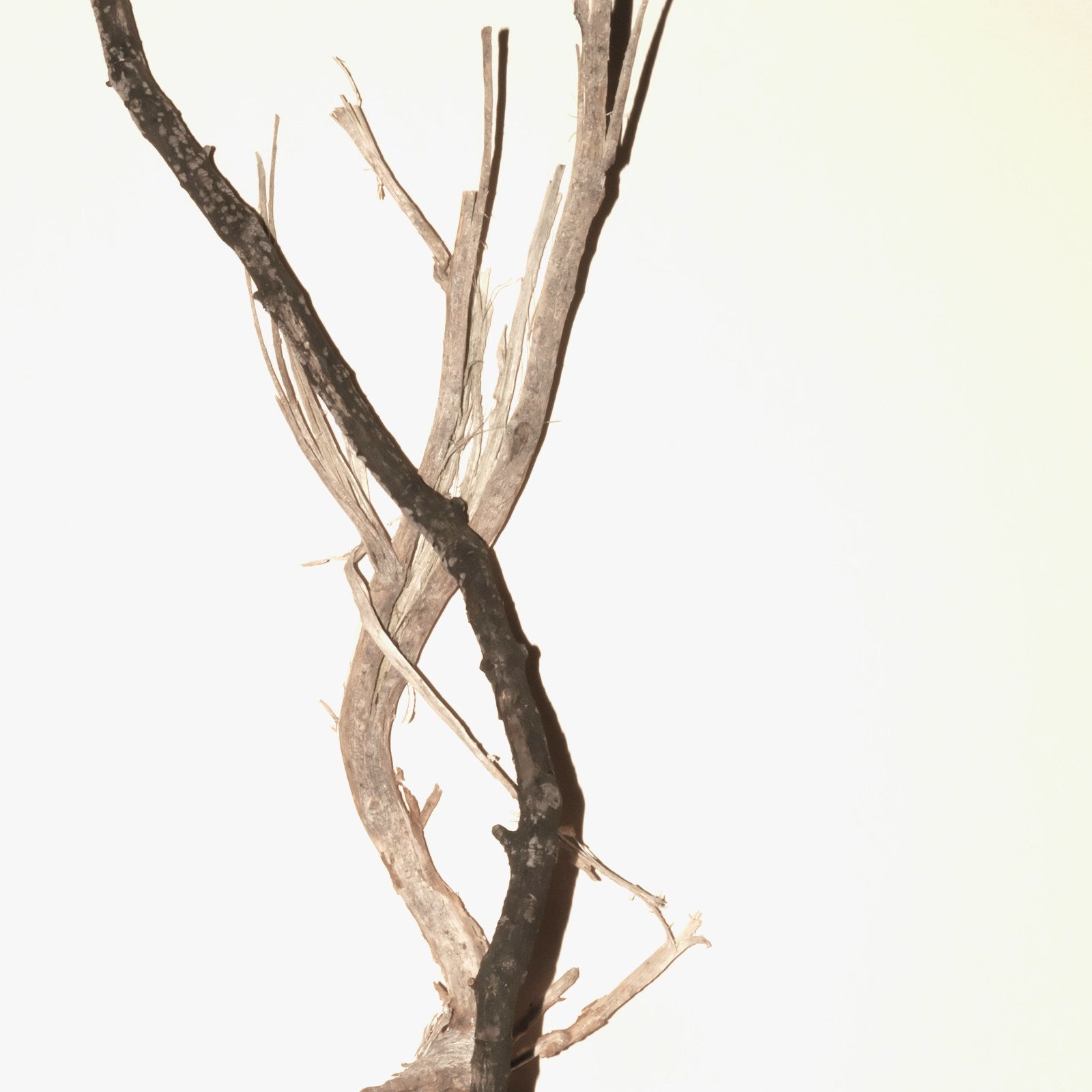 Siwak Stick — Olive Wood
