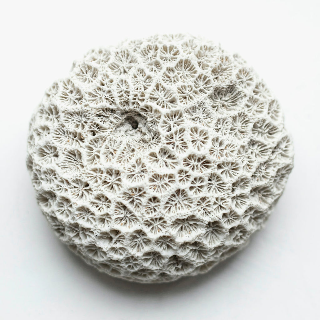 Round natural fibre scrubbing pad on a white background