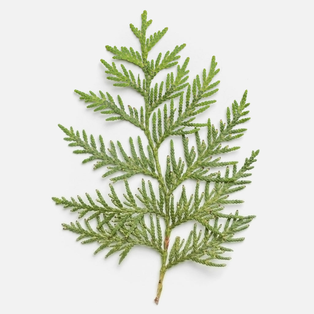 Tea tree foliage sprig on a white studio background