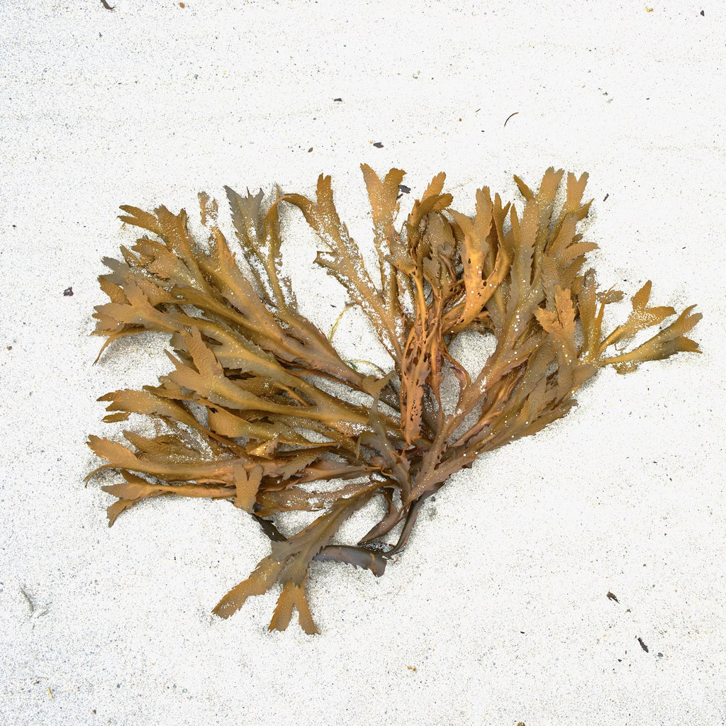 Sea Moss Gel — Wildcrafted