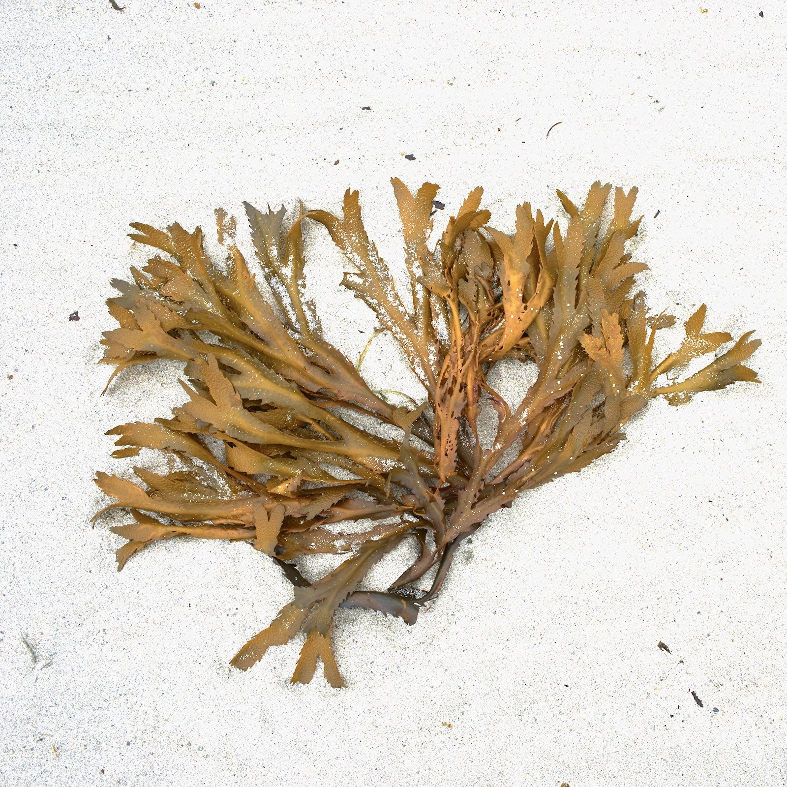 Sea Moss Gel — Wildcrafted