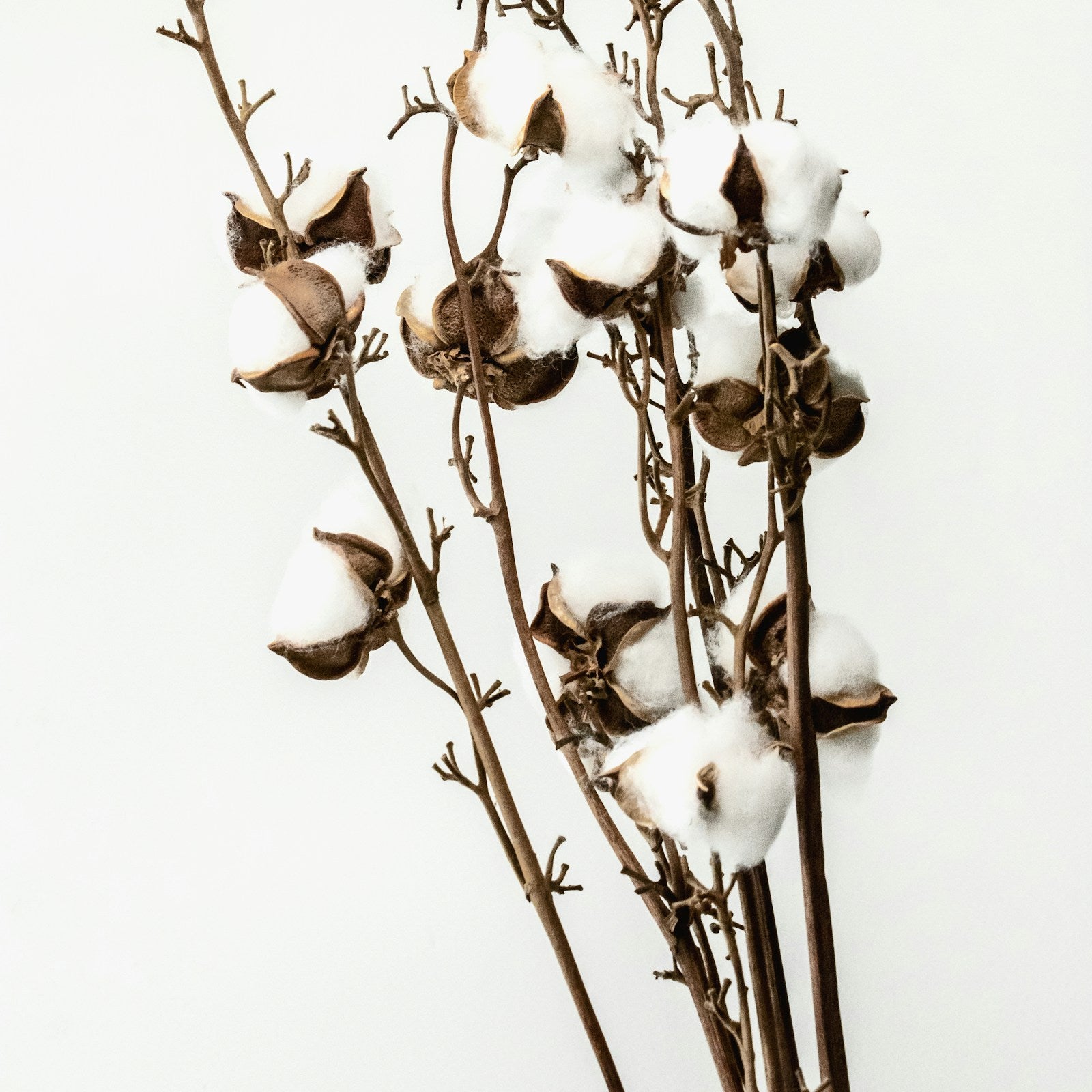 Reusable Cotton Rounds