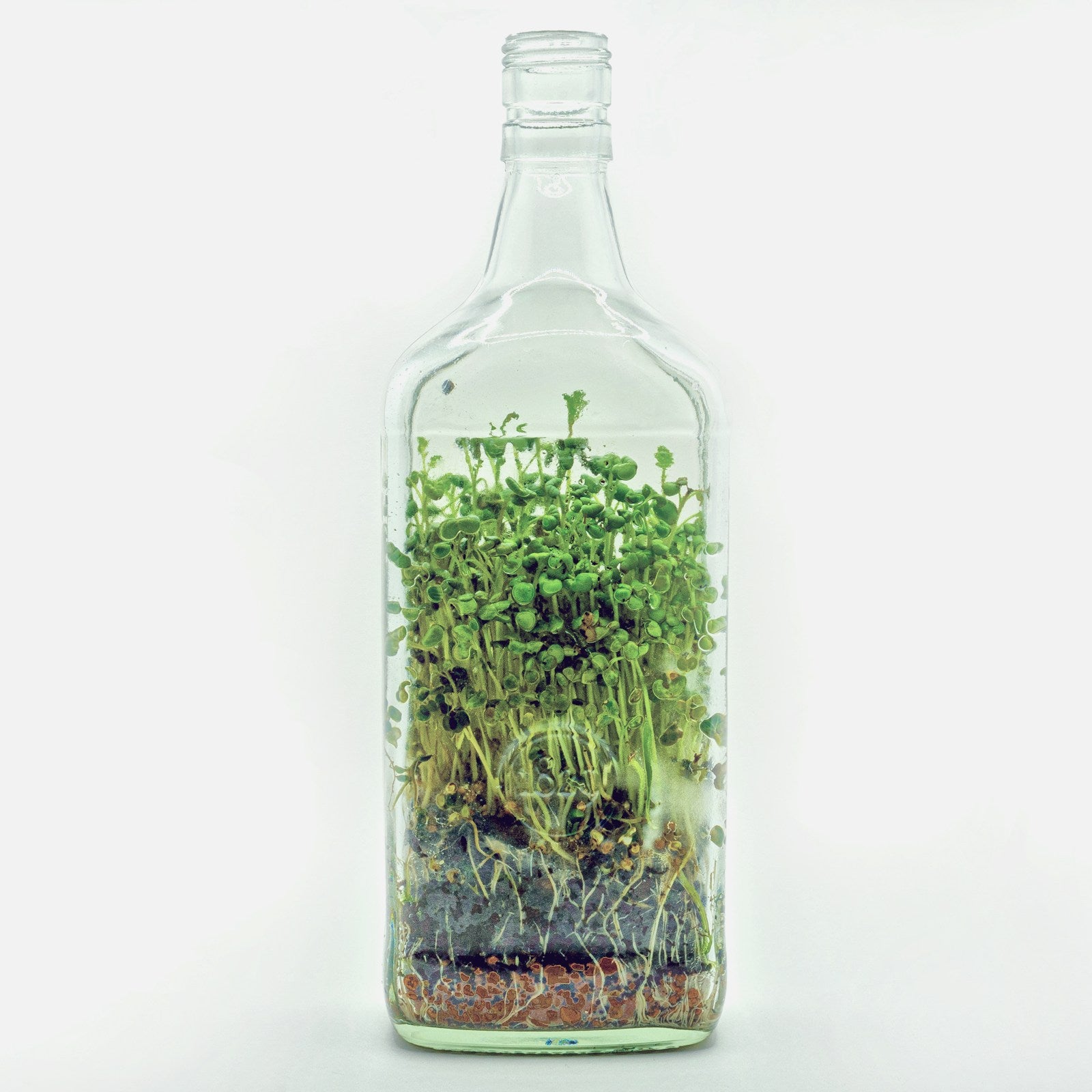 Glass sprouting vessel with young sprouts growing inside, white background