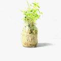 Glass sprouting jar with germinated seeds and roots on a white background