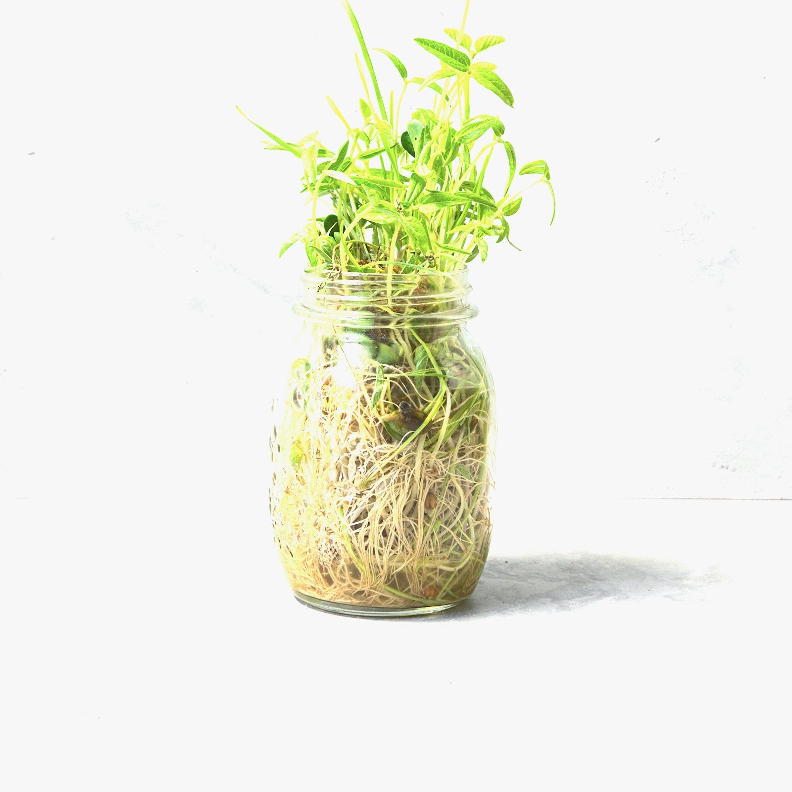 Glass sprouting jar with germinated seeds and roots on a white background