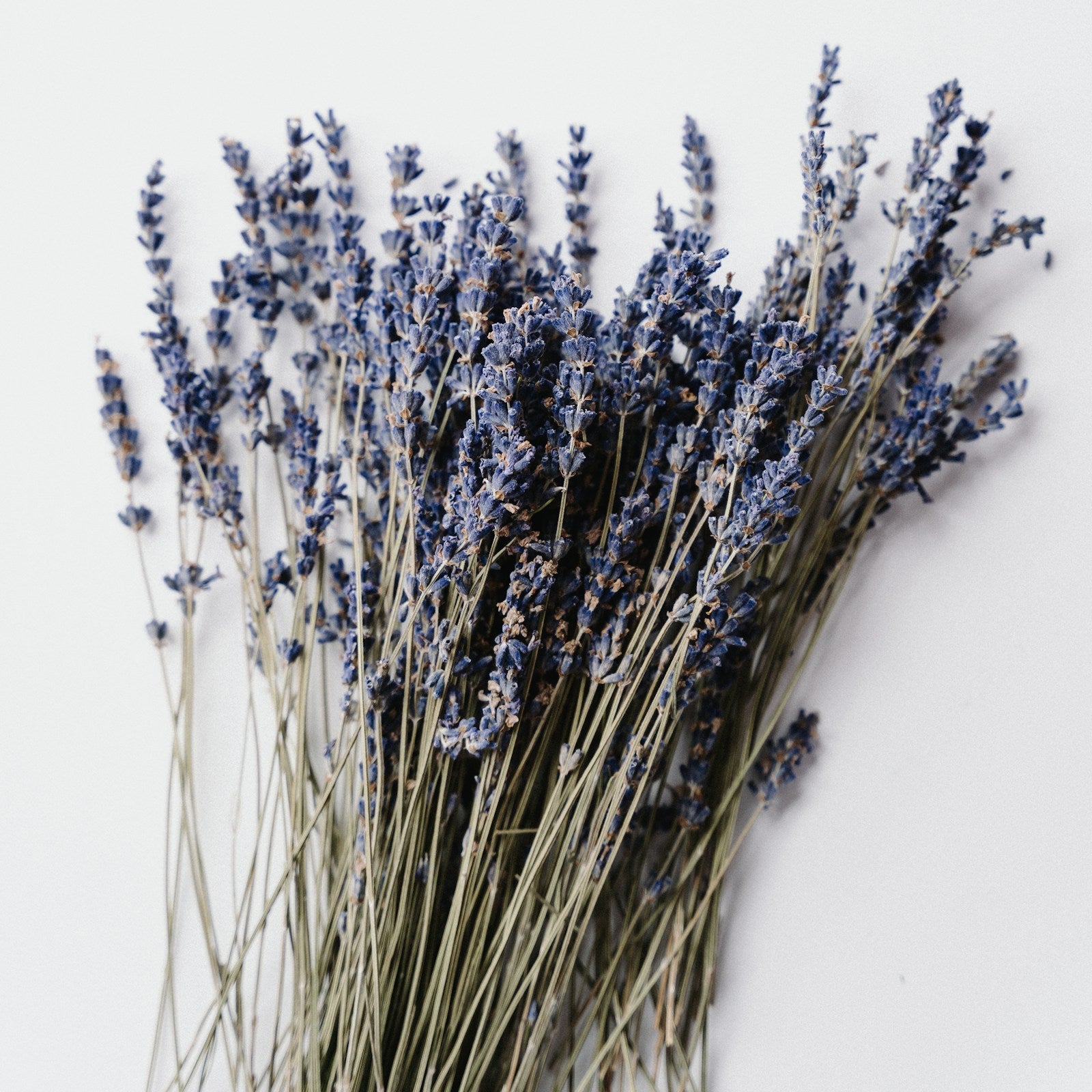 Bundle of dried lavender on a white background