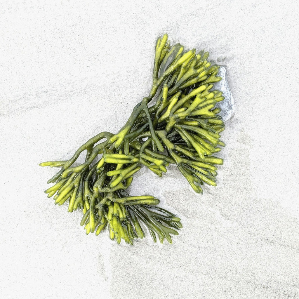 Sea Moss Gel — Wildcrafted