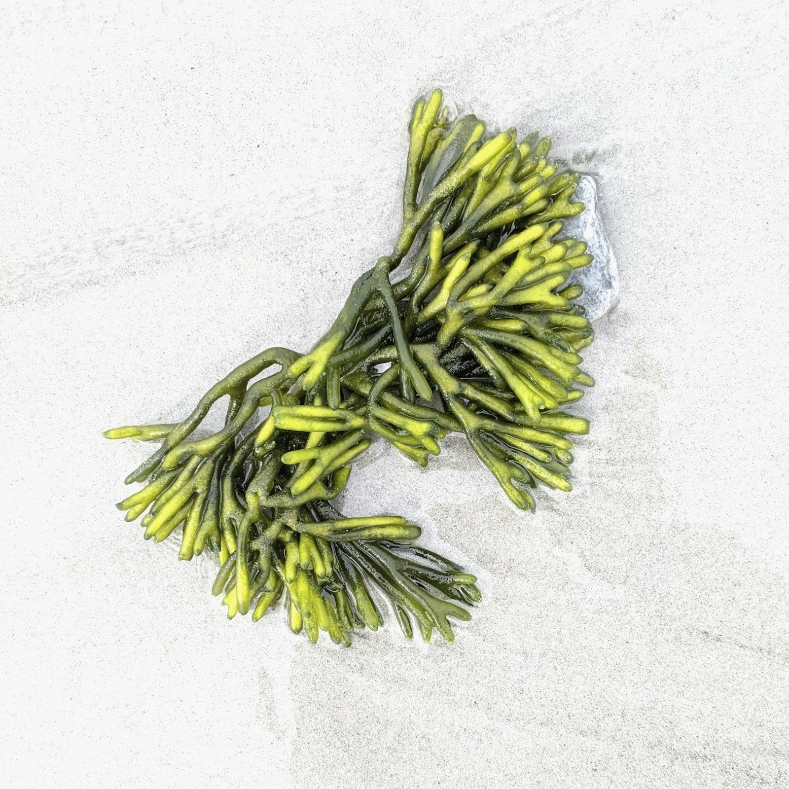 Sea Moss Gel — Wildcrafted