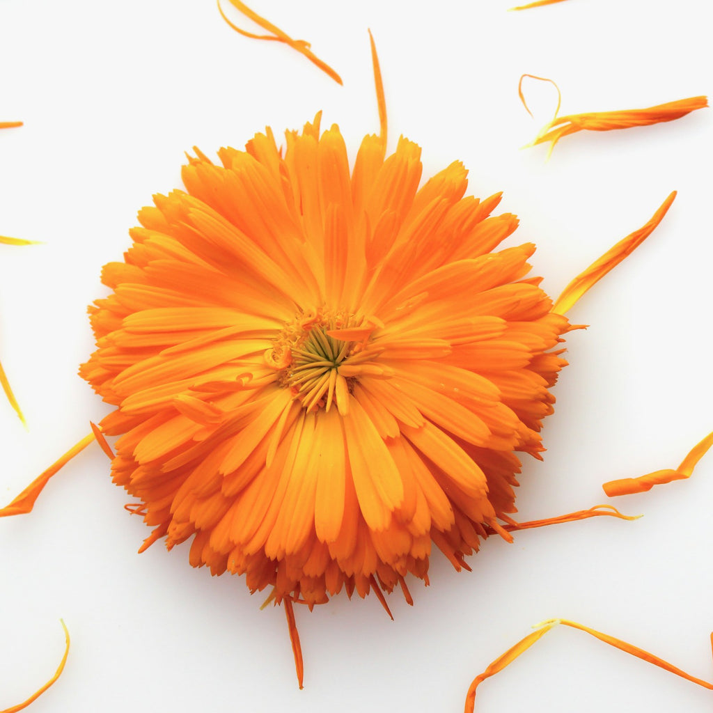 Calendula flower on a white background