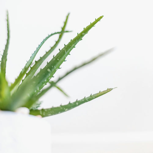 Aloe Vera Gel