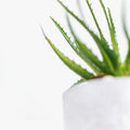Aloe Vera Gel