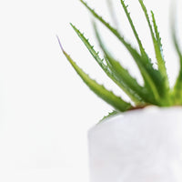 Aloe Vera Gel