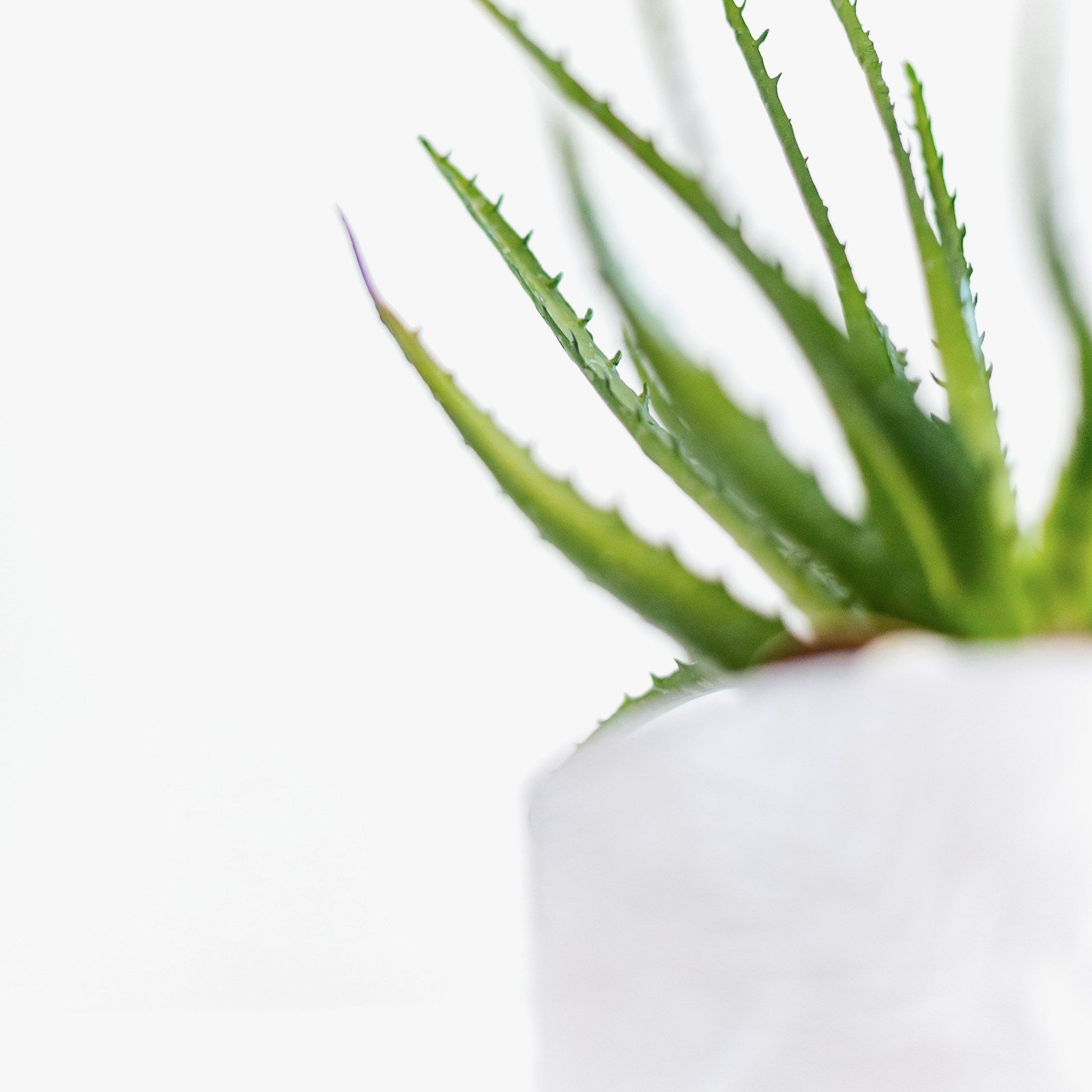 Aloe Vera Gel