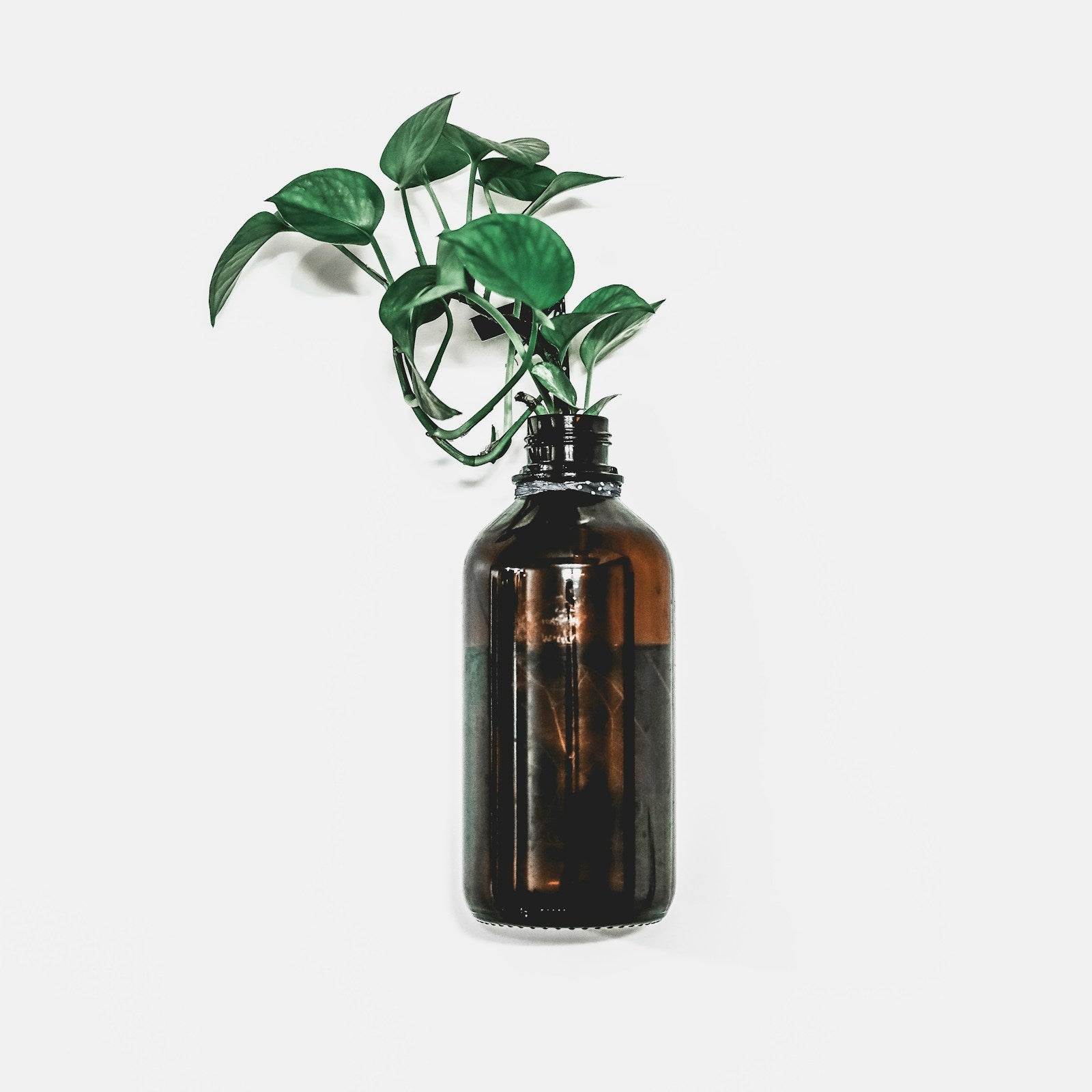 Ravintsara Essential Oil