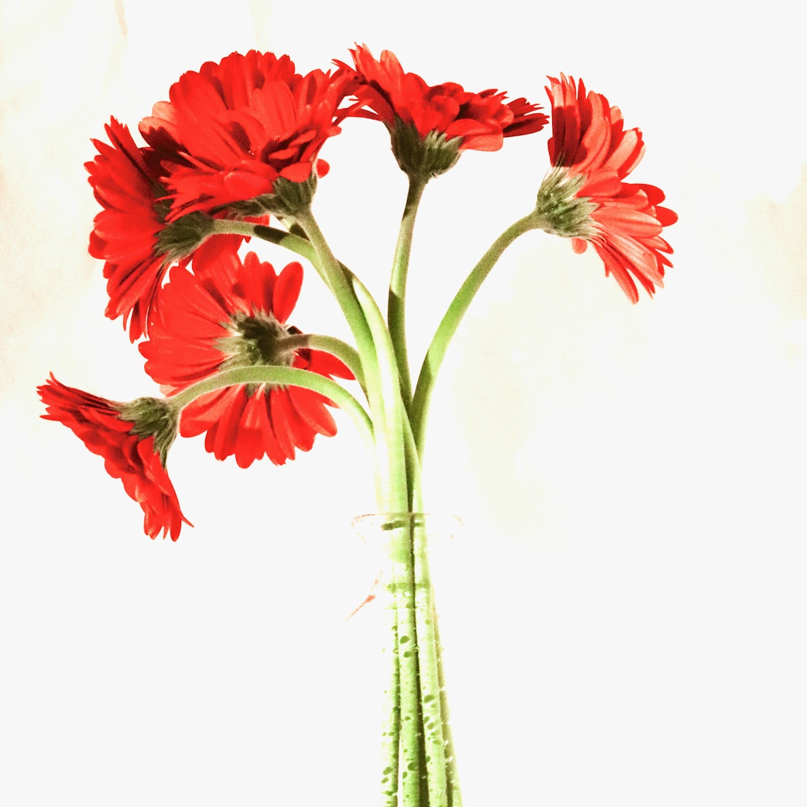 Geranium flowers on a white studio background
