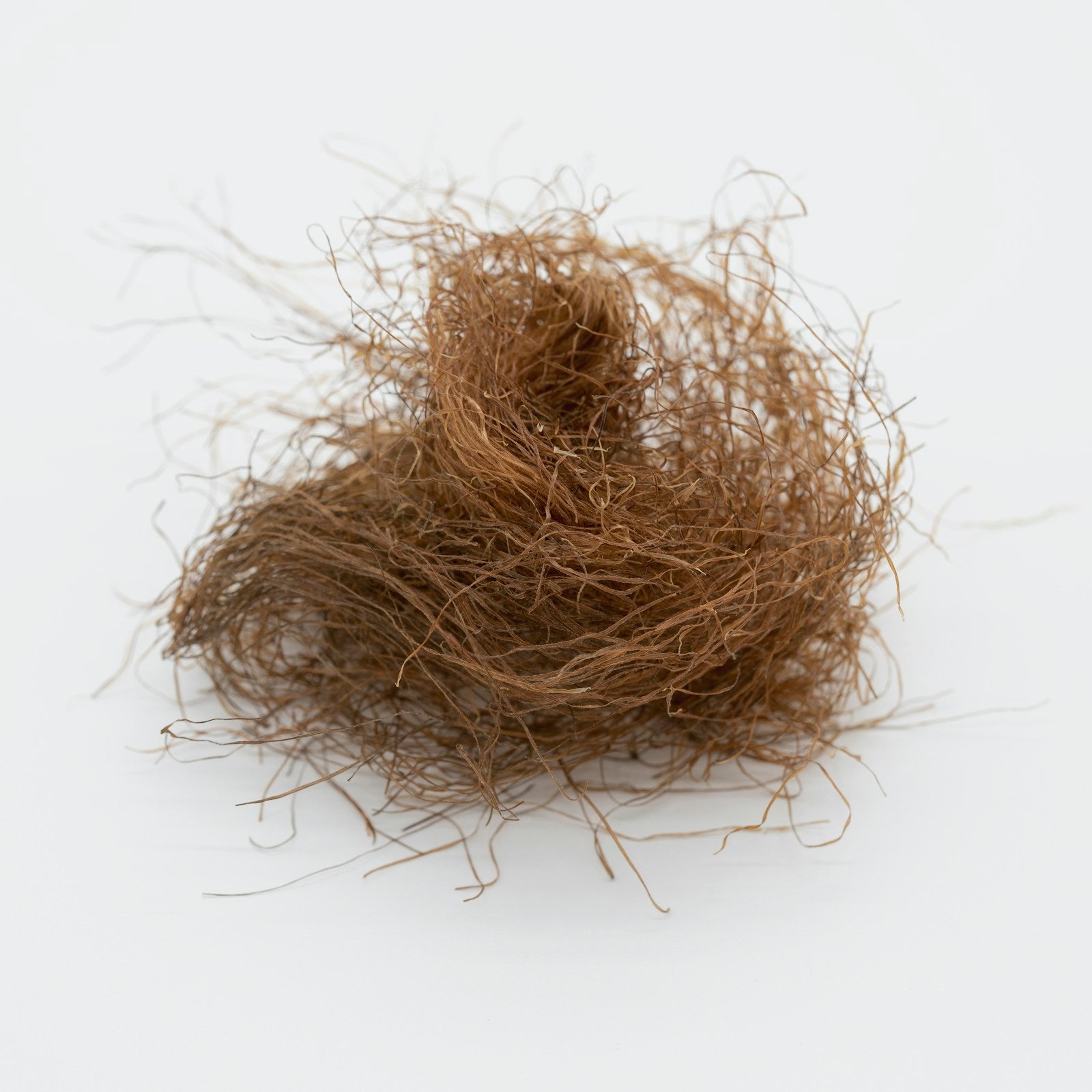 Coconut fibre scrubber on a white background