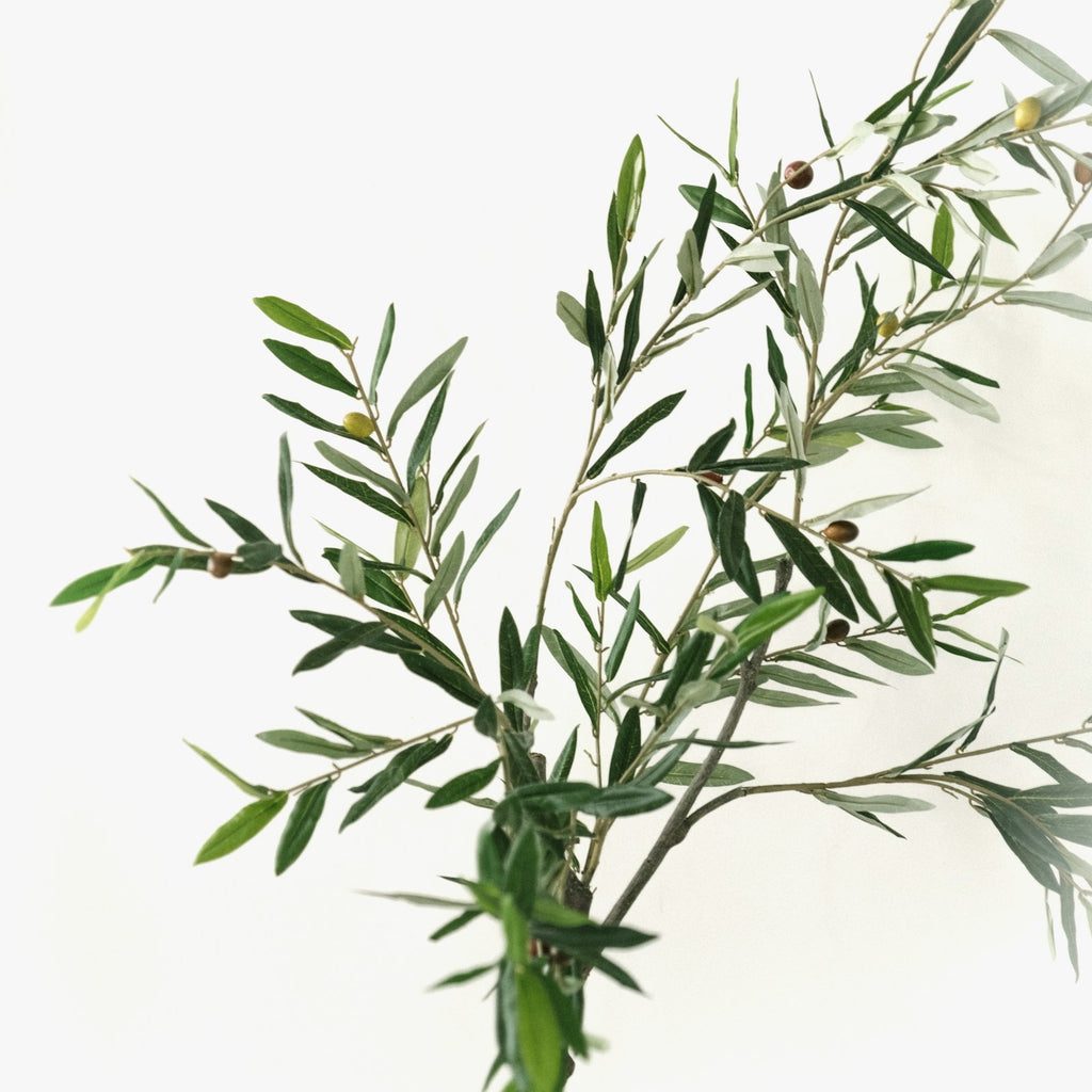 Siwak Stick — Olive Wood