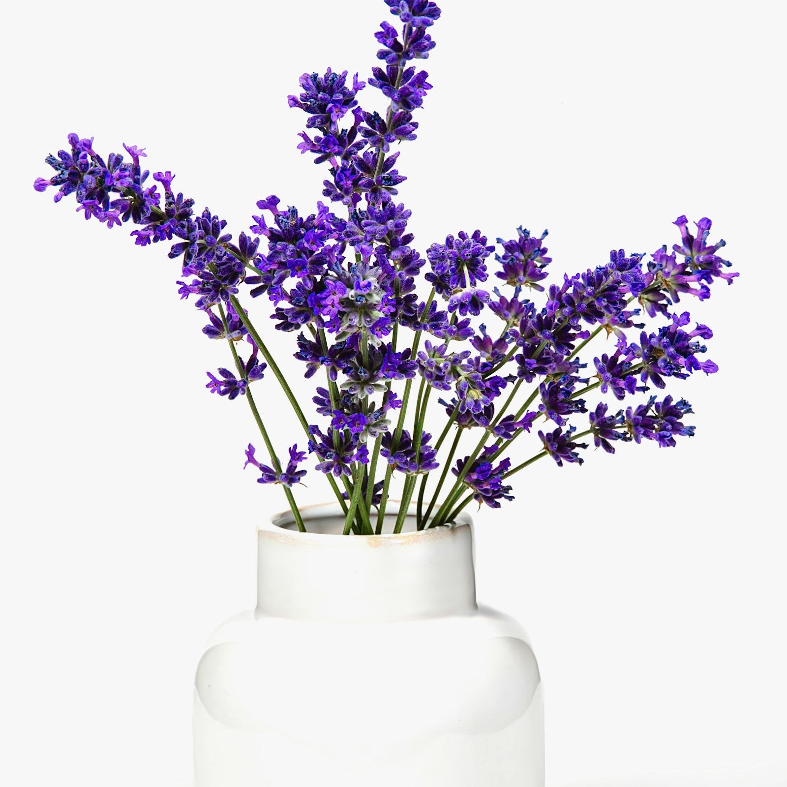 Fresh lavender in a white ceramic vessel on a white background