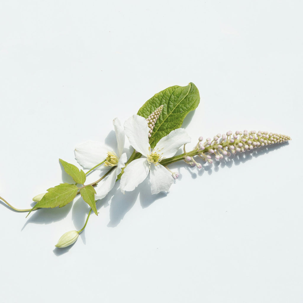 White orange blossom sprig on a white studio background