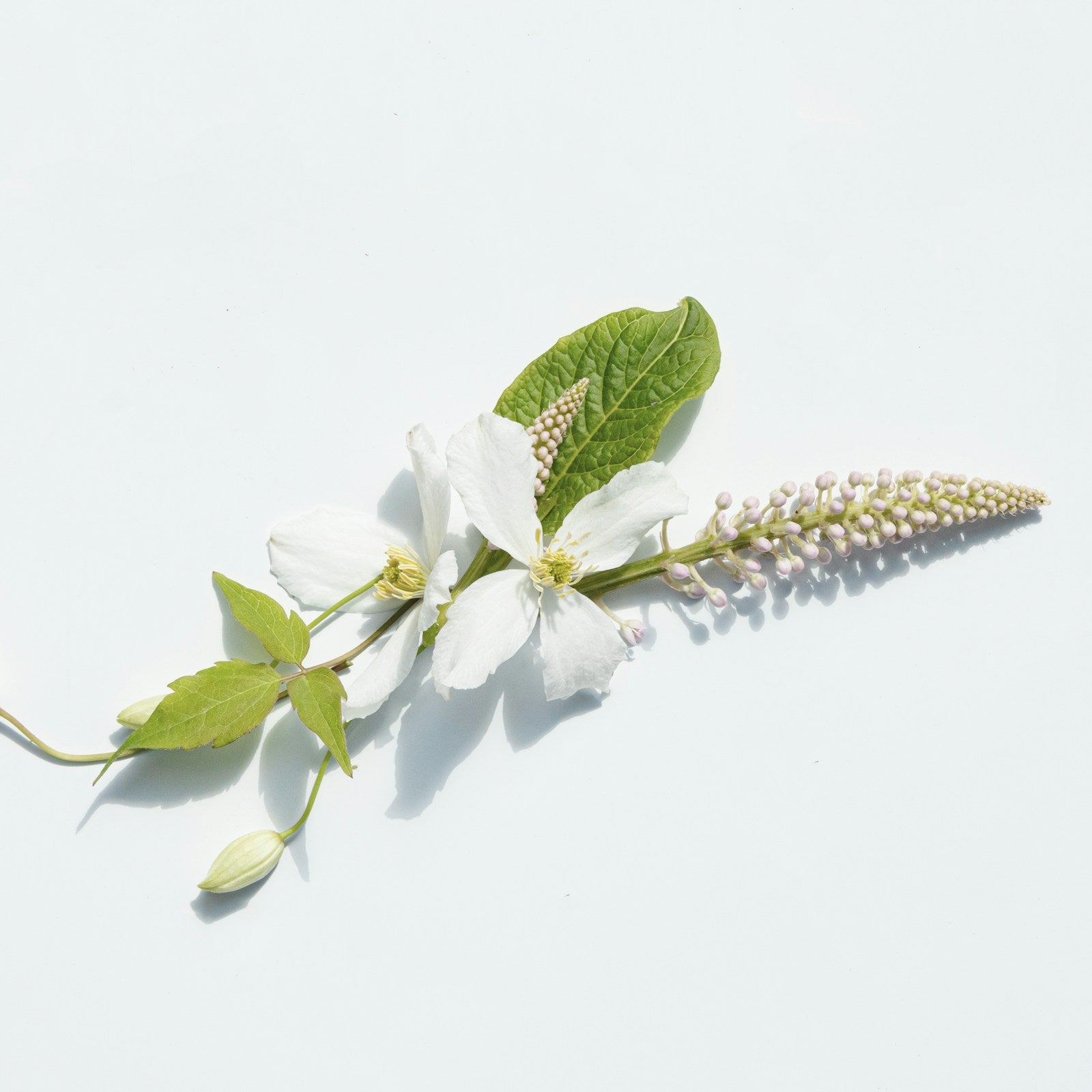 White orange blossom sprig on a white studio background