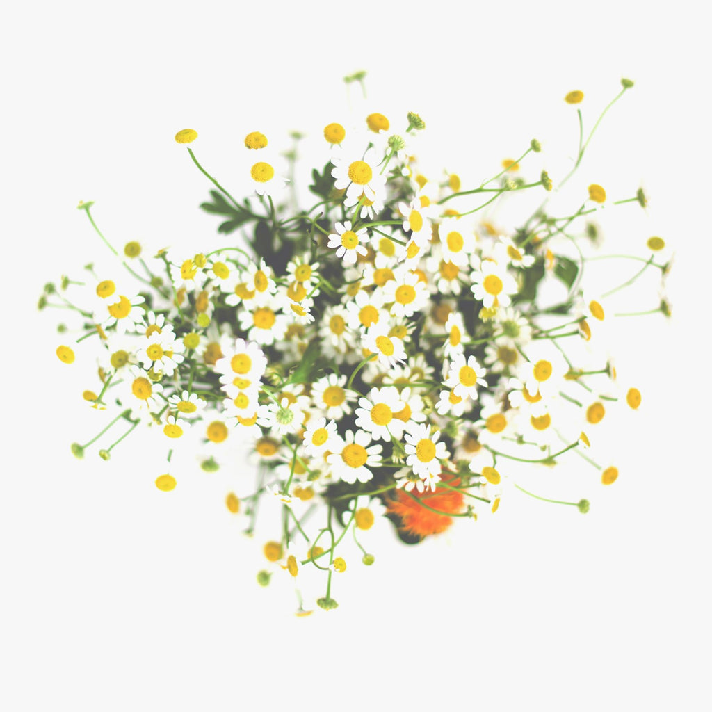 Roman chamomile flowers on white background