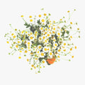 Roman chamomile flowers on white background